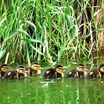 Spreeidyll, * Schlepzig