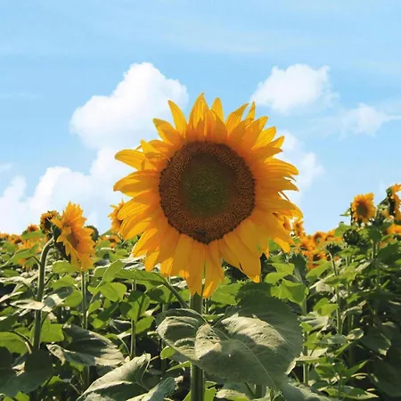 Spreeidyll, Prázdninový dům *